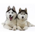 Raça Husky Dog Raça Husky Dog