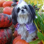 Raça de cães Shih Tzu