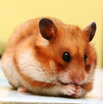 Raças de hamsters