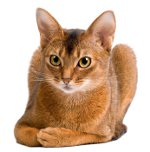 Raças de gato: gato abissínio