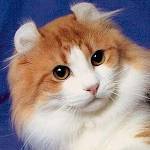 Raças de gatos: American Curl Raças de gatos: American Curl