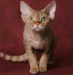 Raças de gatos: Devon Rex