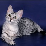 Raças de gatos: Mau egípcio Raças de gatos: Mau egípcio