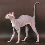 Raças de gatos: Esfinge de São Petersburgo Raças de gatos: Esfinge de São Petersburgo