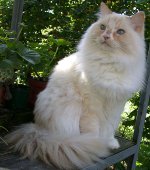 Raças de gatos: ragamuffin