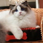 Raças de gatos: ragdoll Raças de gatos: ragdoll