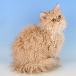 Raças de gatos: Selkirk rex