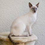 Raças de gato: gato siamês Raças de gato: gato siamês