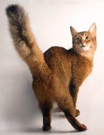 Raças de gato: gato somalis