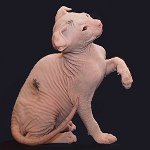 Raças de gatos: ucraniano lewk Raças de gatos: ucraniano lewk