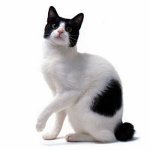 Raças de gato: Bobtail japonês Raças de gato: Bobtail japonês