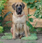 Raças de cães: Mastiff Inglês