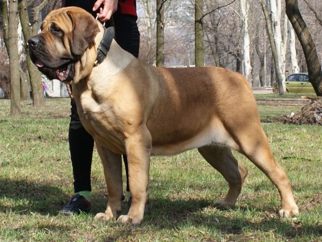 Raças de cães: Mastiff Inglês