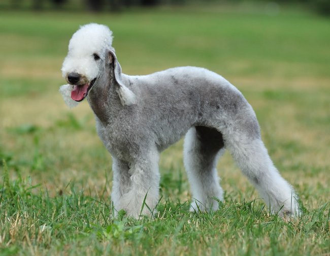 Raças de cães: bedlington terrier