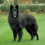 Raças de cães: Pastor belga Grunendal