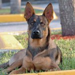 Raças de cães: Pastor belga Malinois Raças de cães: Pastor belga Malinois