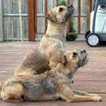 Raças de cães: Border Terrier