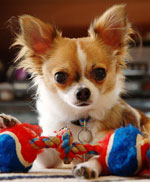 Raças de cães: chihuahua Raças de cães: chihuahua