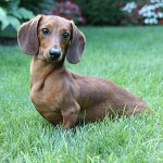 Raças de cães: dachshund de cabelos lisos Raças de cães: dachshund de cabelos lisos