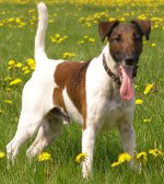 Raças de cães: fox terrier de cabelos lisos