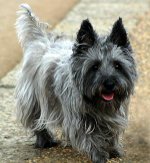 Raças de cães: core terrier