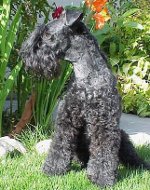Raças de cães: kerry-blue terrier Raças de cães: kerry-blue terrier