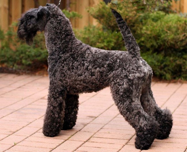 Raças de cães: kerry-blue terrier