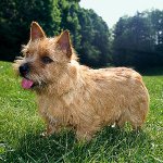 Raças de cachorros: Norwich Terrier Raças de cachorros: Norwich Terrier