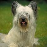 Raças de cães: Skye Terrier Raças de cães: Skye Terrier