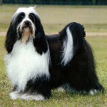 Raças de cães: Terrier tibetano Raças de cães: Terrier tibetano