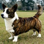 Raças de cães: cardigan de corgi galês Raças de cães: cardigan de corgi galês