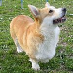 Raças de cães: galês corgi pembroke Raças de cães: galês corgi pembroke