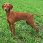 Raças de cães: vizhla húngaro Raças de cães: vizhla húngaro