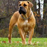 Raças de cães: South African Boerboel Raças de cães: South African Boerboel