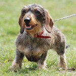 Raças de cães: dachshund grosso Raças de cães: dachshund grosso