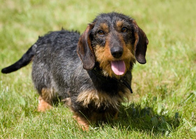 Raças de cães: dachshund grosso