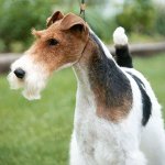 Raças de cães: fox terrier de olhos grosseiros