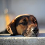 O cachorro perdeu: o que fazer?