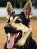 Métodos de treinamento e treinamento de cães