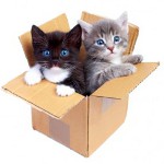 Esperança de vida de gatos