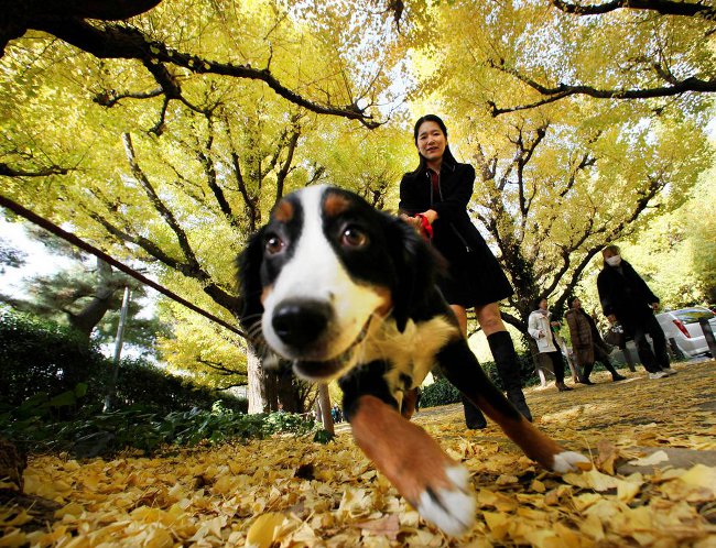 Andando com um cachorro