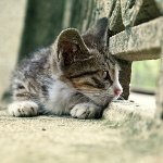 Gato perdido: o que fazer?