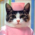 Feridas em gatos