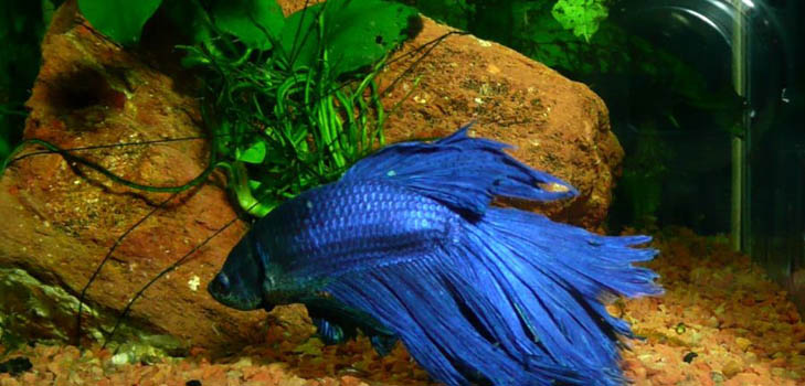 Cockfish: cuidado, conteúdo, nutrição