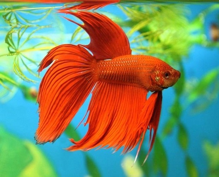 Cockfish: cuidado, conteúdo, nutrição