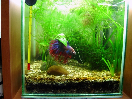 Cockfish: cuidado, conteúdo, nutrição