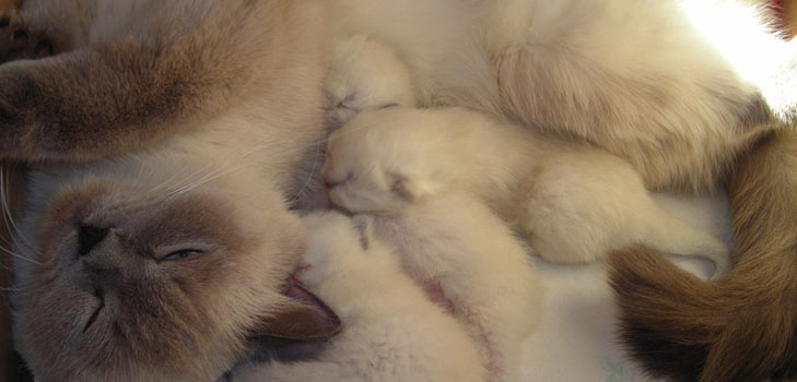 Parto em gatos