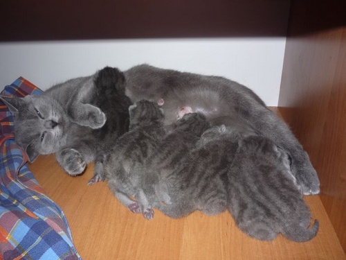 Parto em gatos