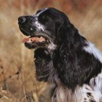 Spaniel de caça russo Spaniel de caça russo