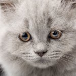 Vomitar em um gato